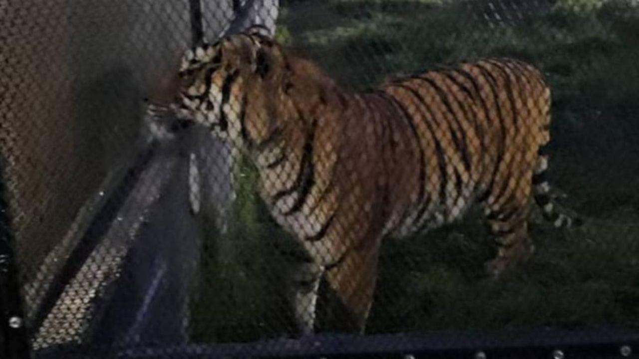 Rescatan a tigre de bengala.