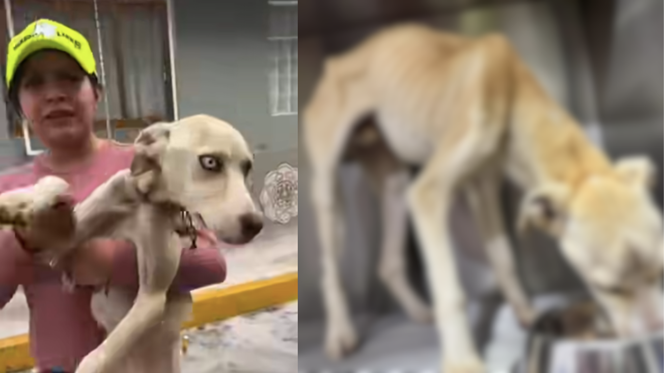 Rescatan a perrito maltratado en Tecámac, Edomex