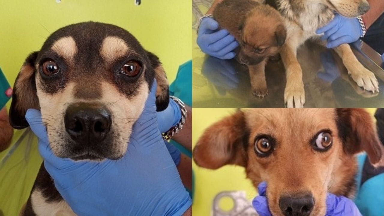 Perritos rescatados en Toluca.