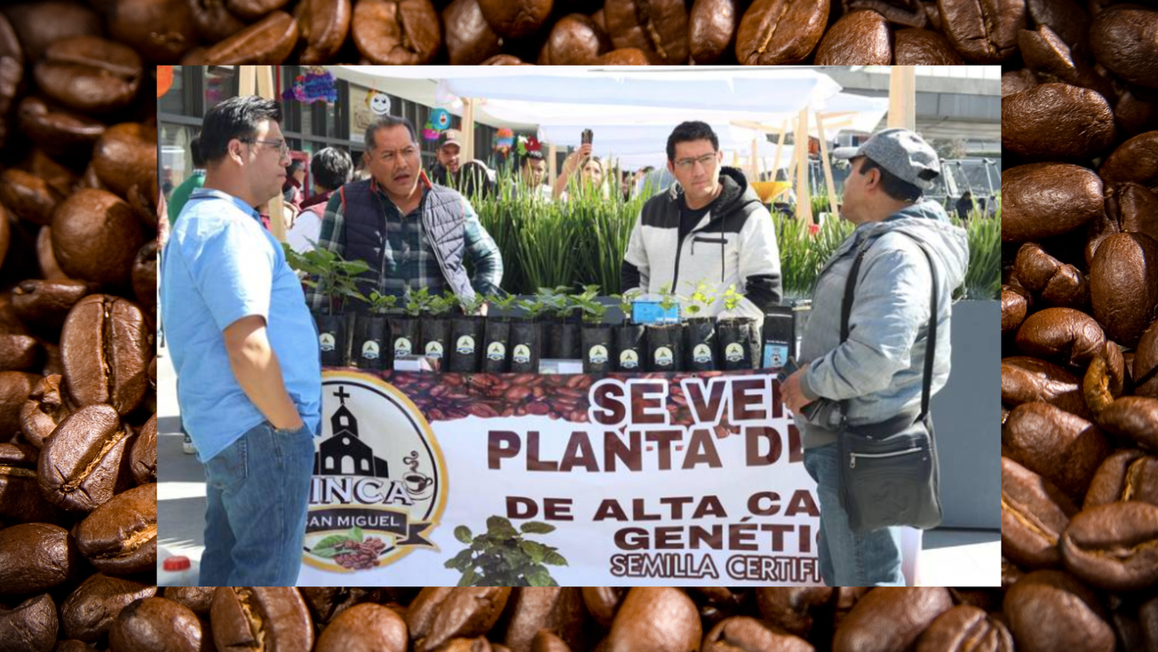 ¡Ya no es solo Veracruz! Café mexiquense se exporta a Japón