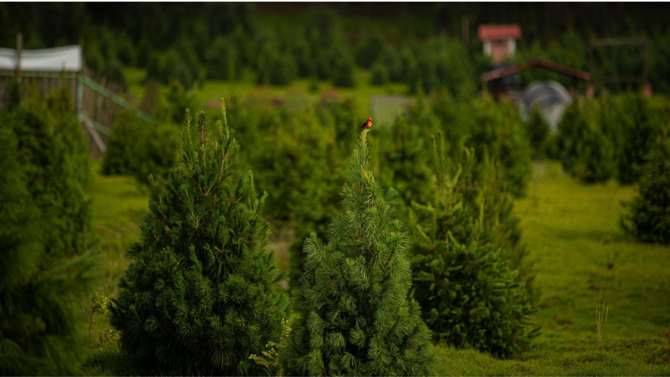 Bonitos y baratos: Dónde comprar árbol de Navidad en Edomex