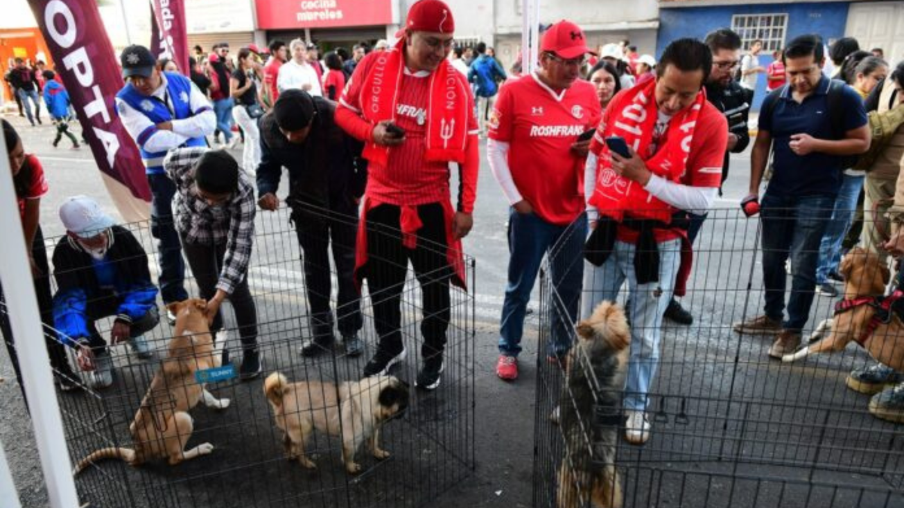 GEM fomenta adopción responsable de perritos