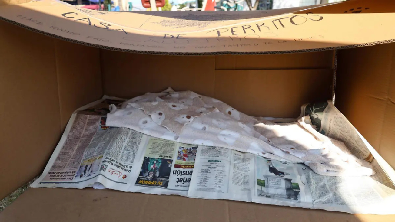 Arman casas para perritos callejeros en Toluca, Edomex