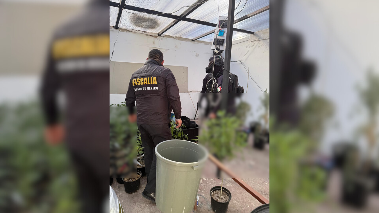 Descubren invernadero de mari*huana en Atizapán