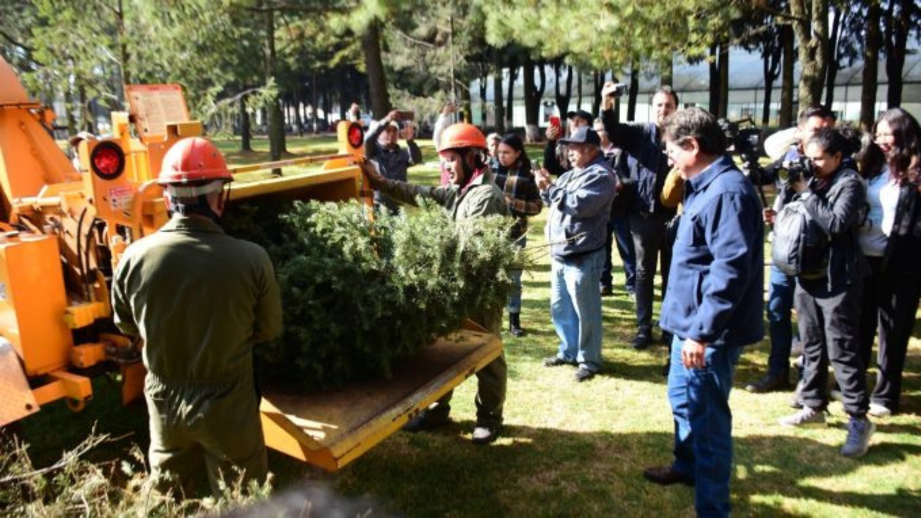 Dónde reciclar tu árbol de Navidad en Edomex