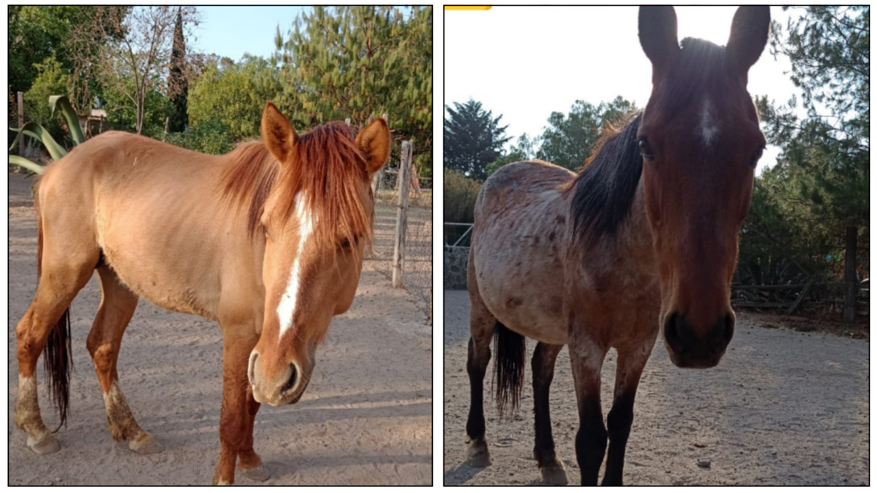 Foto: Redes sociales.