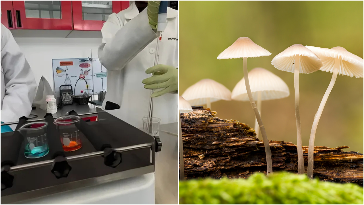 Combatir el cáncer con hongos.