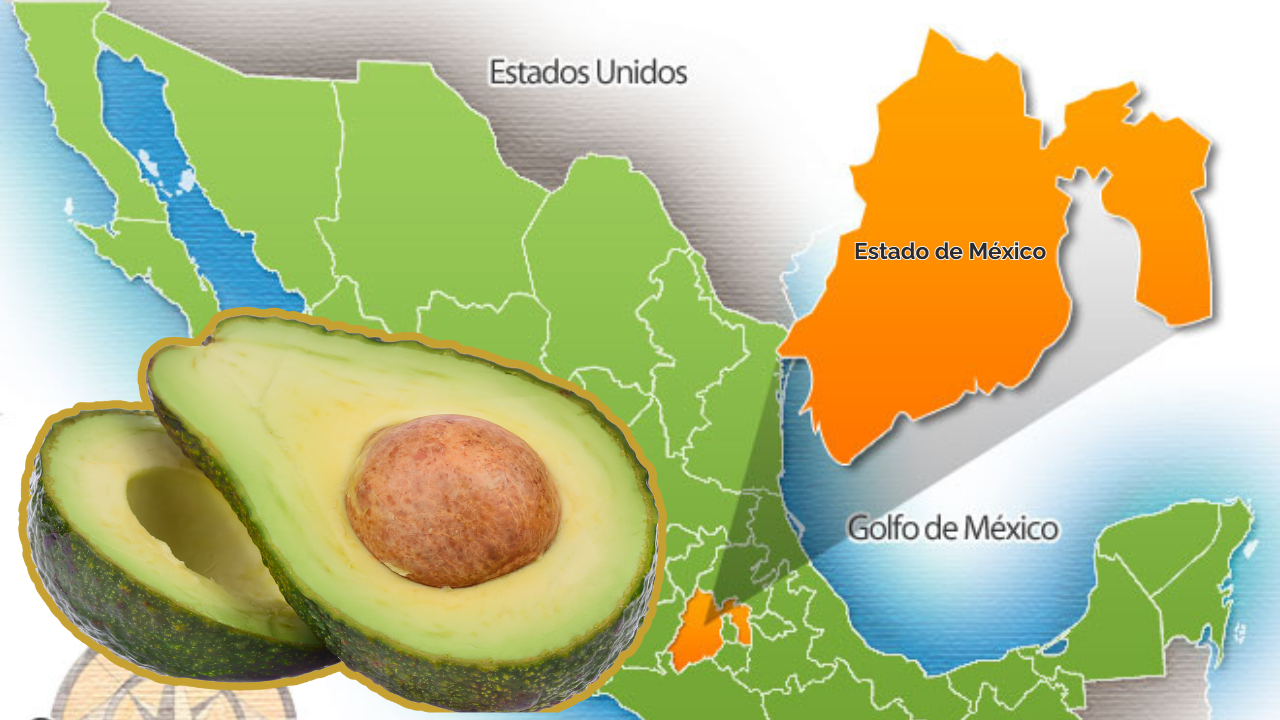 Edomex, productor de aguacate. 