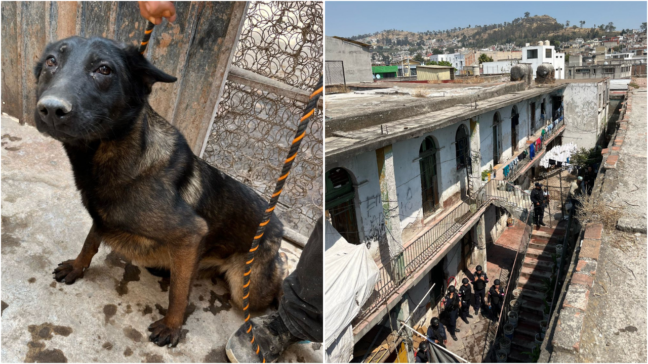 Perritos rescatados en Toluca.