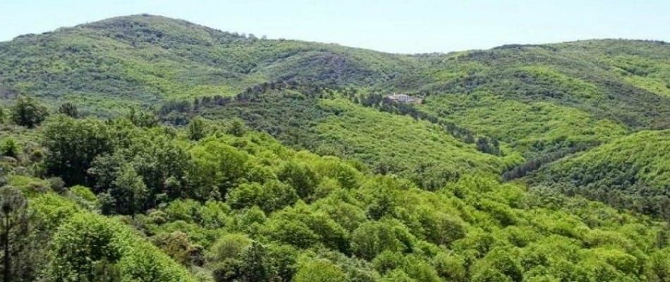 Impulsan reforestación en Parque Estatal Sierra Guadalupe