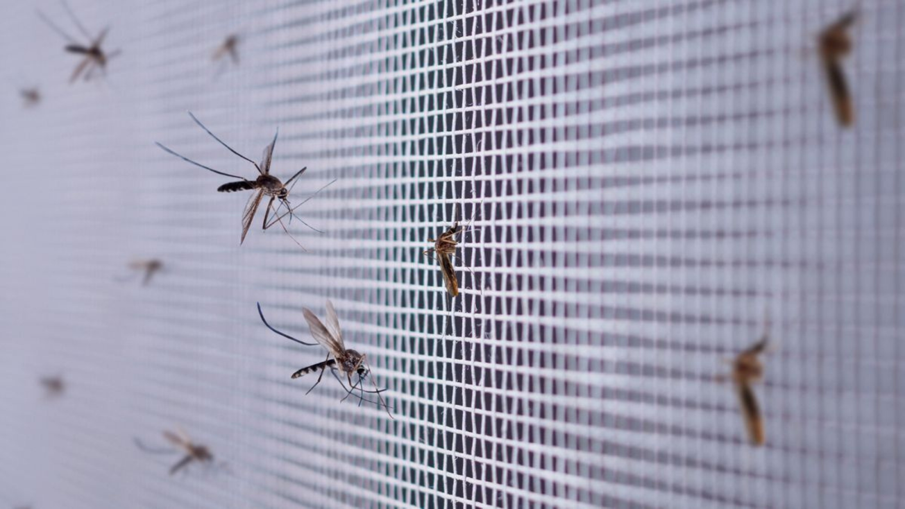 Disminuye 92% casos de dengue por prevención en Edomex