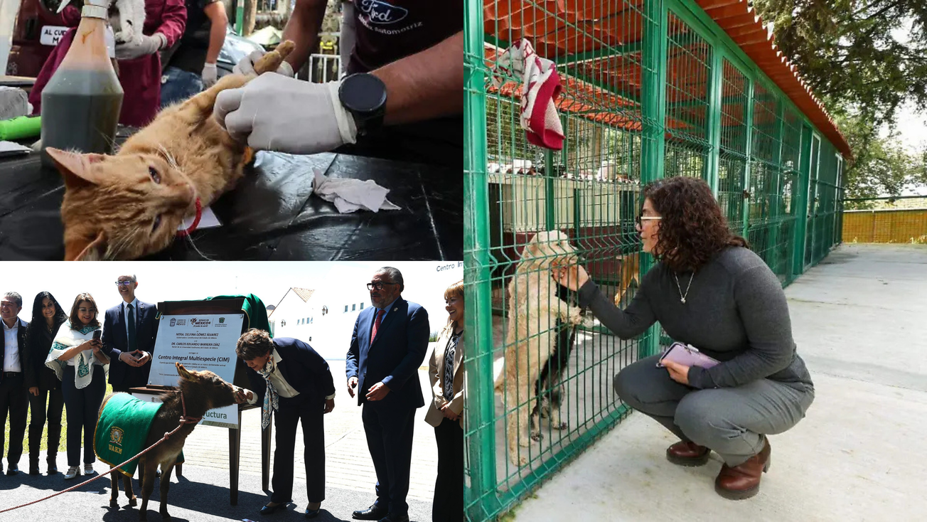 UAEMex y CEPANAF aseguran bienestar animal en Edomex