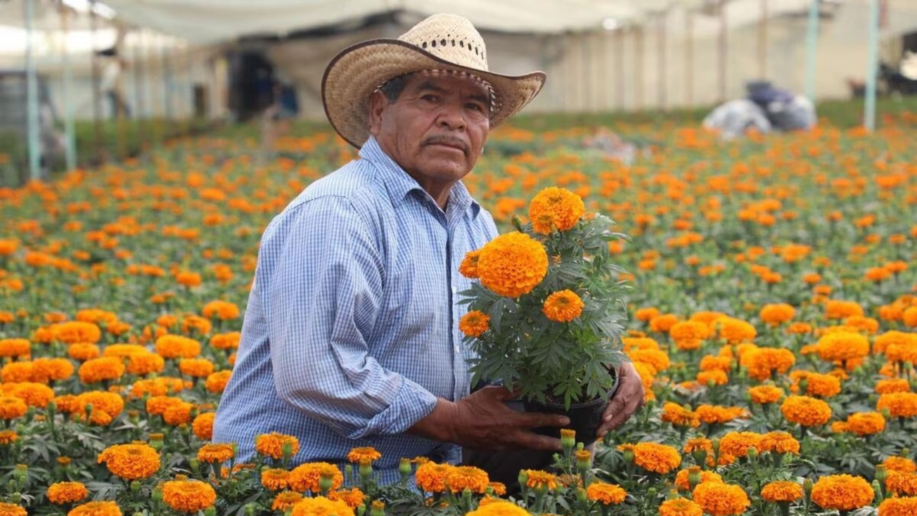 Cempasúchil generará derrama económica de 41 mdp en Edomex