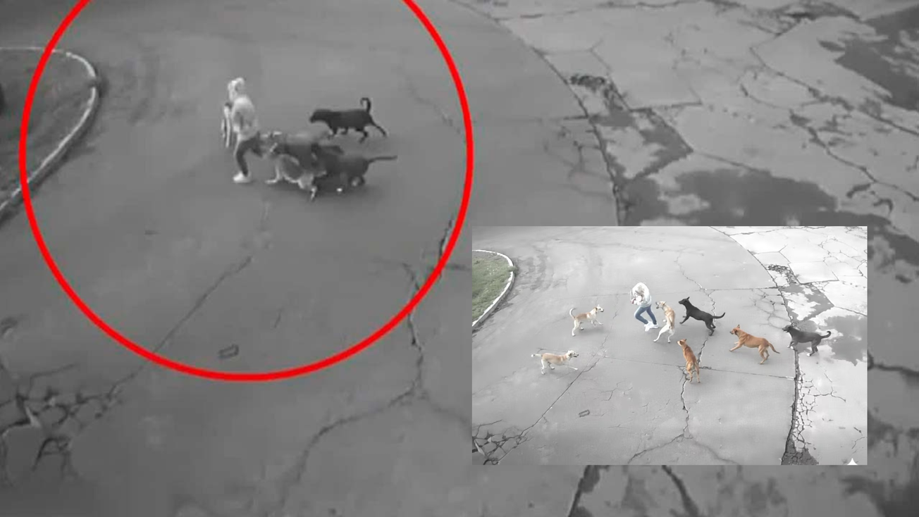Jauría de perros ataca a mujer en Ixtapaluca, Edomex