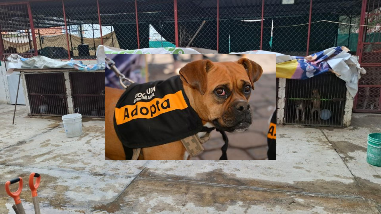Protección animal es prioridad para Edomex