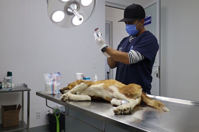 Impulsa UAEMéx esterilización como estrategia de salud pública