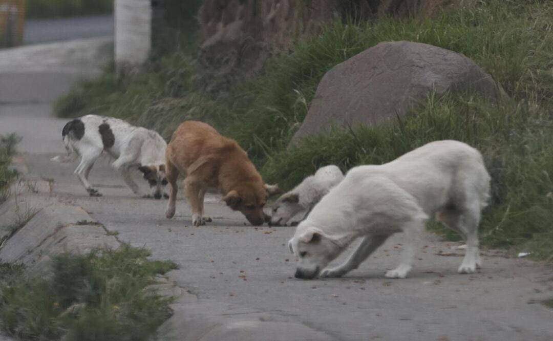 Suma Edomex 5 millones de perros esterilizados