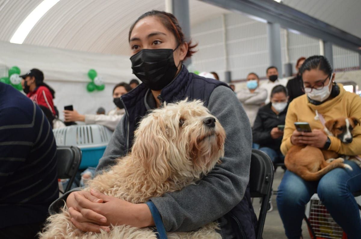 Inicia en Edomex campaña de vacunación antirrábica para perros y gatos
