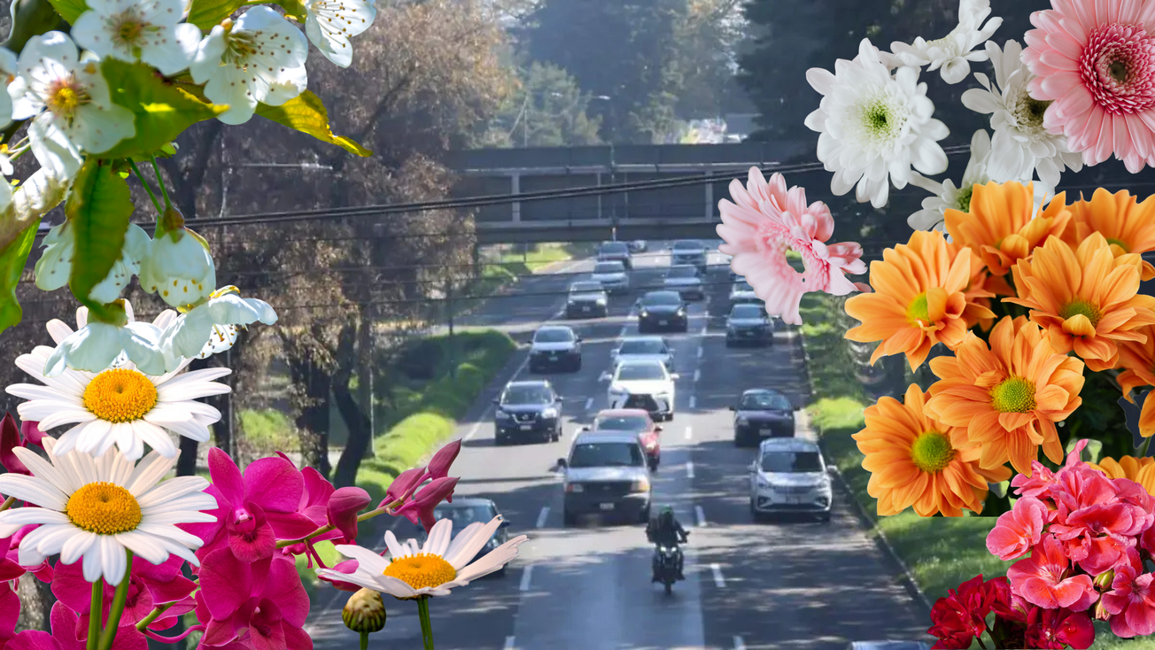 Miles de flores producidas en Edomex adornarán Paseo Colón en Toluca