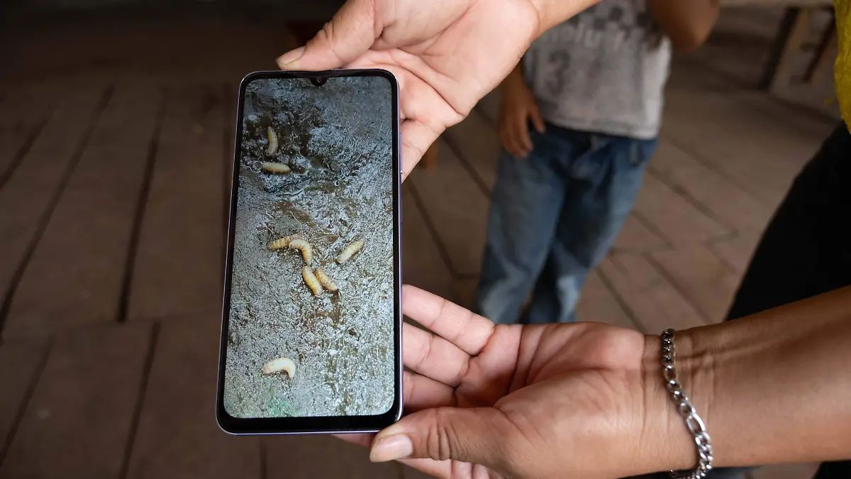 Reporta Edomex 188 casos de gusano barrenador