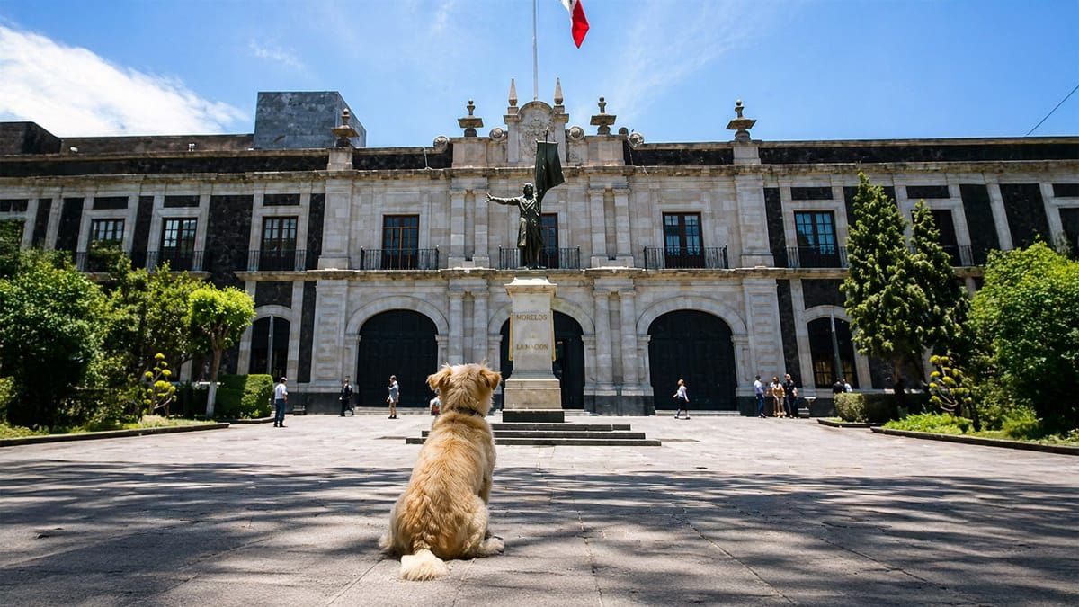 Amplía Edomex protección de mascotas