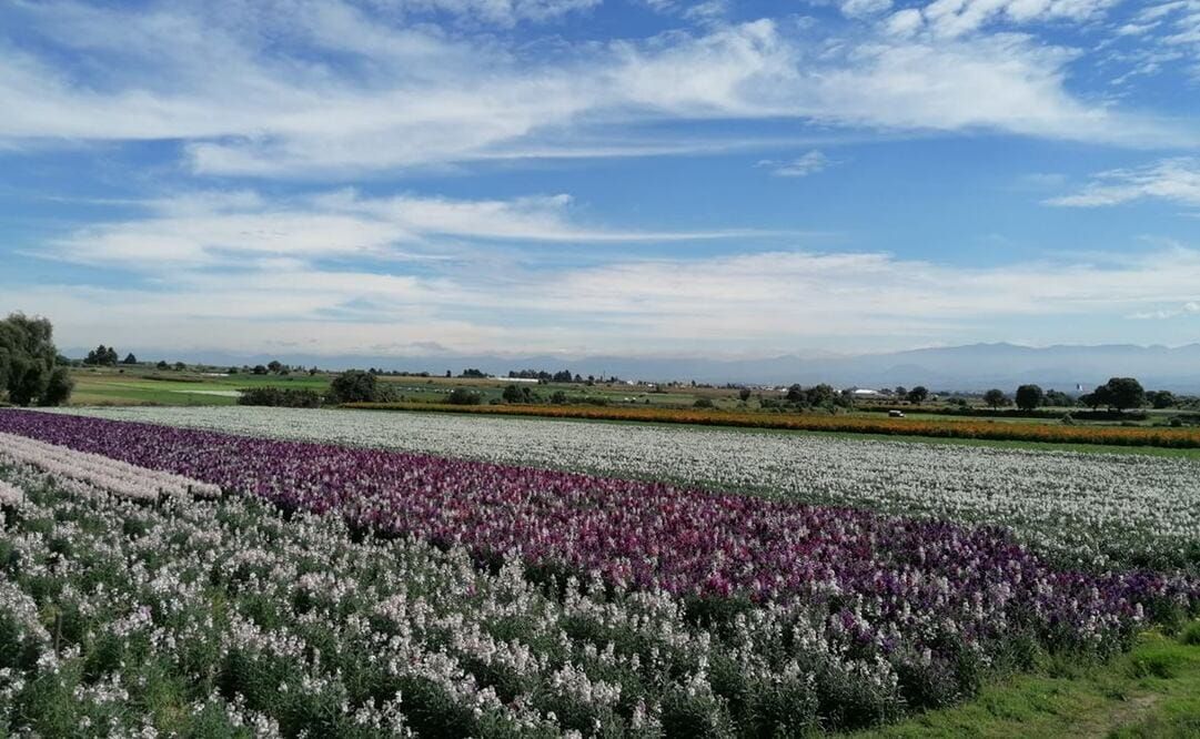 Cae producción de flores en Edomex, hay retraso para el 10 de mayo