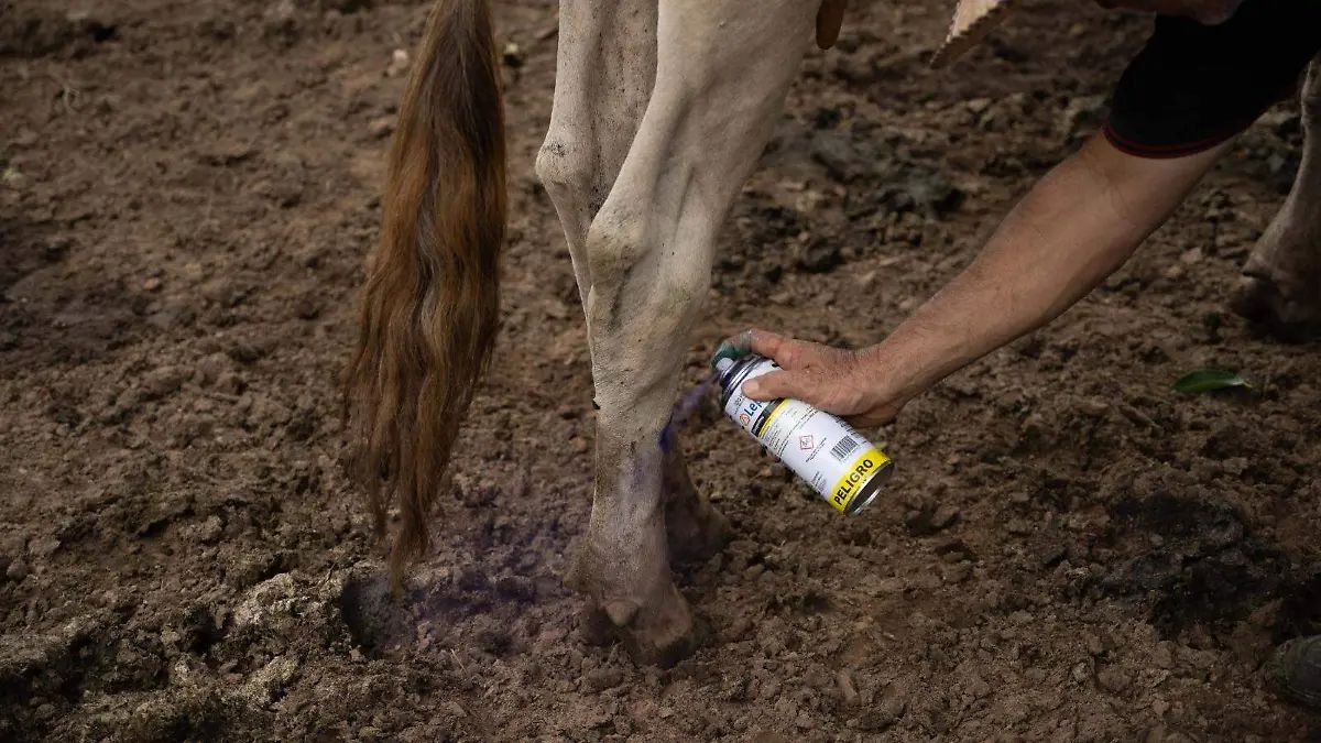 Controla Edomex casos de gusano barrenador