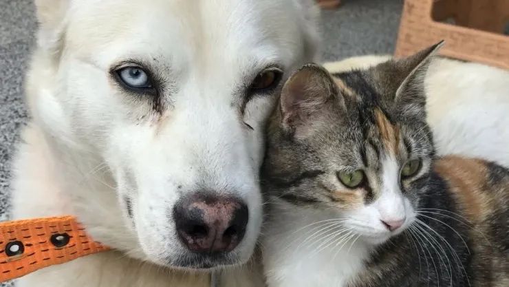 GEM habilita registro oficial para perros y gatos: así tramitas su CURP