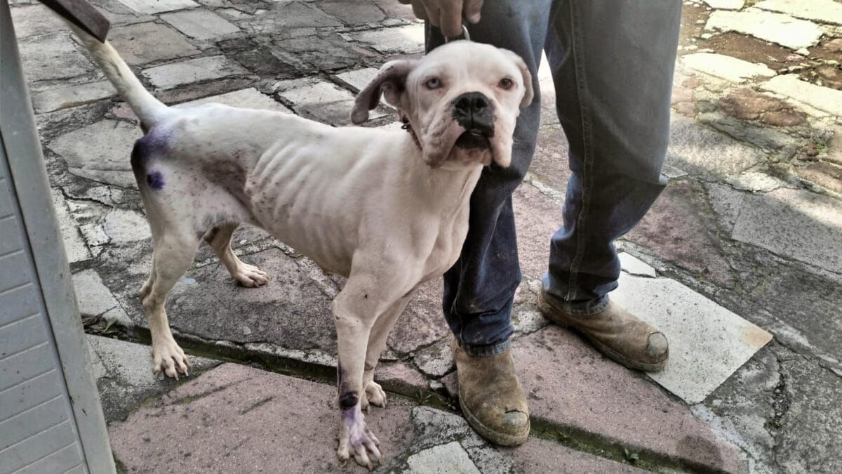 Hasta 35 mil pesos: Endurecen en Edomex multas por maltrato animal