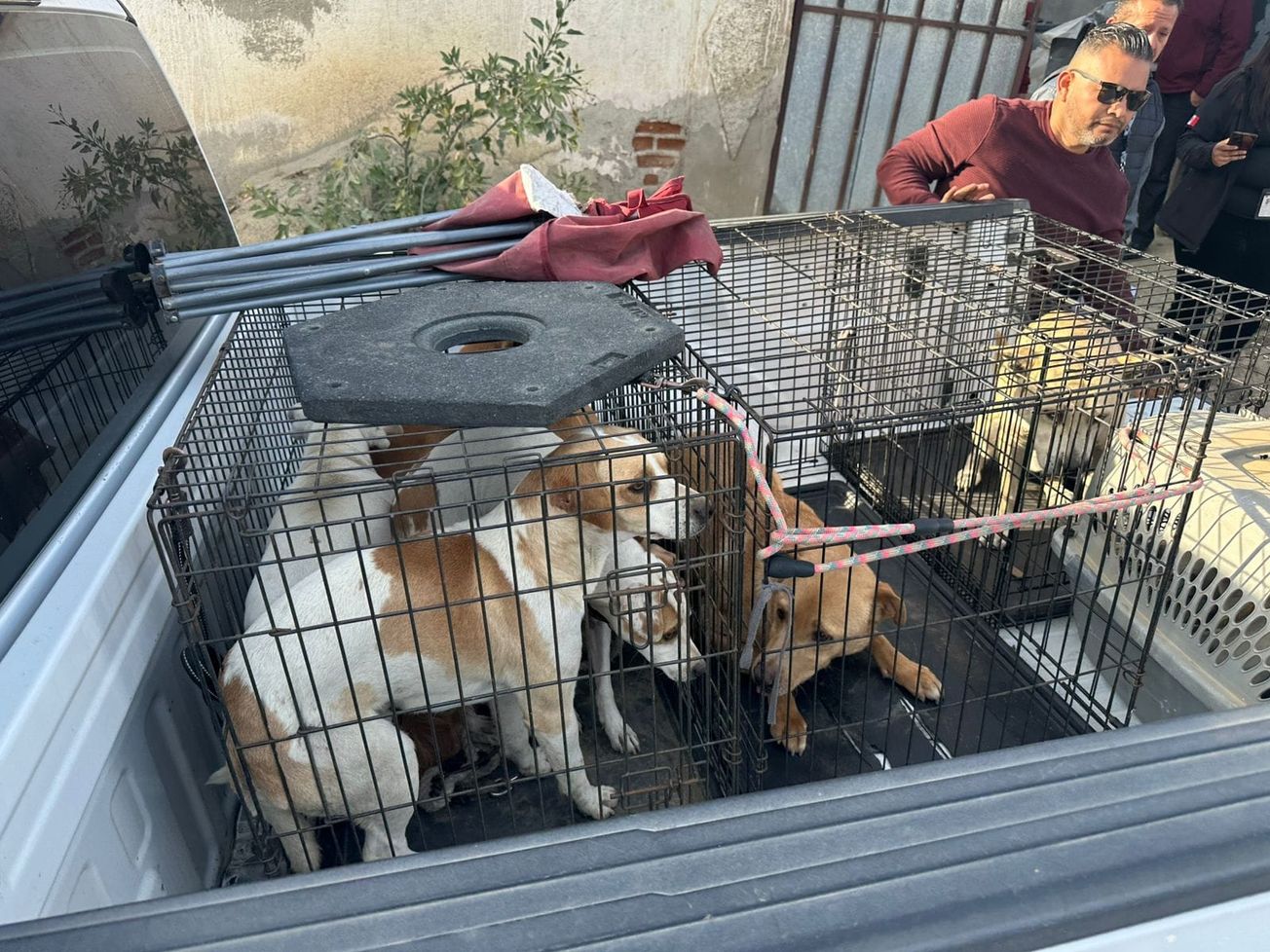 Investiga Fiscalía de Edomex sacrificio de 10 mil perros en Tecámac como posible maltrato animal