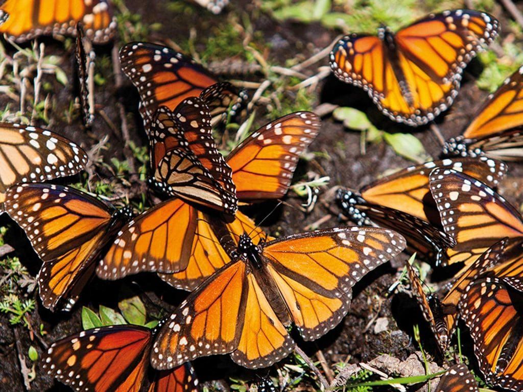 Mejoran condiciones climáticas en Edomex, población de mariposa Monarca crece