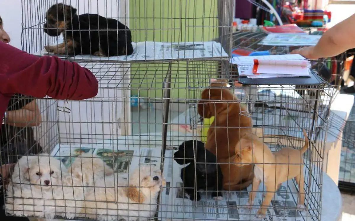 Prohíbe Edomex venta de perros y gatos