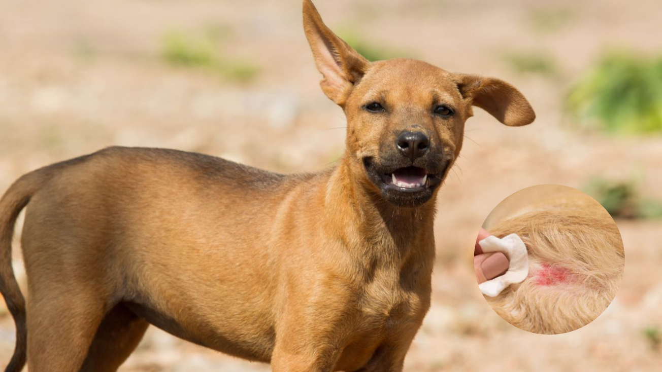 Registra Edomex casos de gusano barrenador en perritos