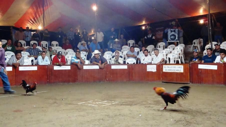 Adiós a las peleas de gallos: Entra en vigor nueva ley de protección animal en Edomex