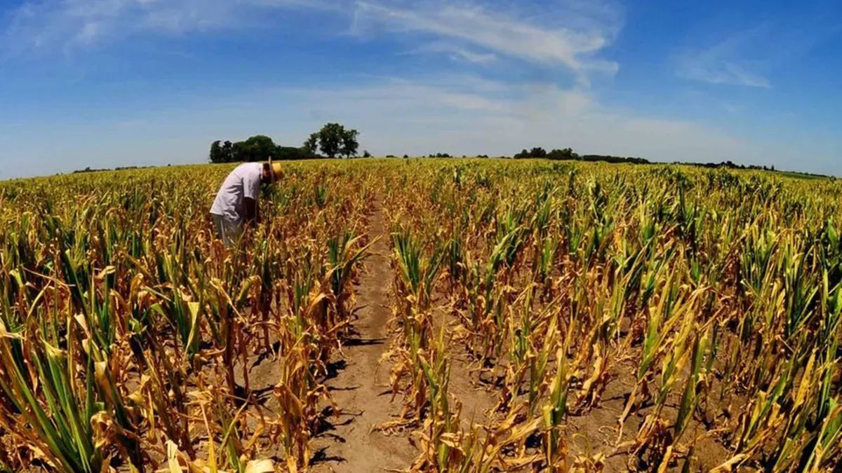 Afecta crisis climática al campo en el norte de Edomex