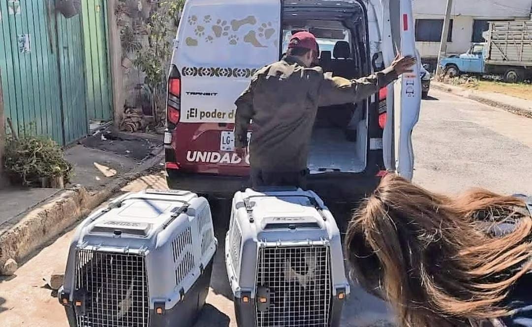 Capturan casi 200 mascotas para esterilizar en Edomex: así funciona CERA