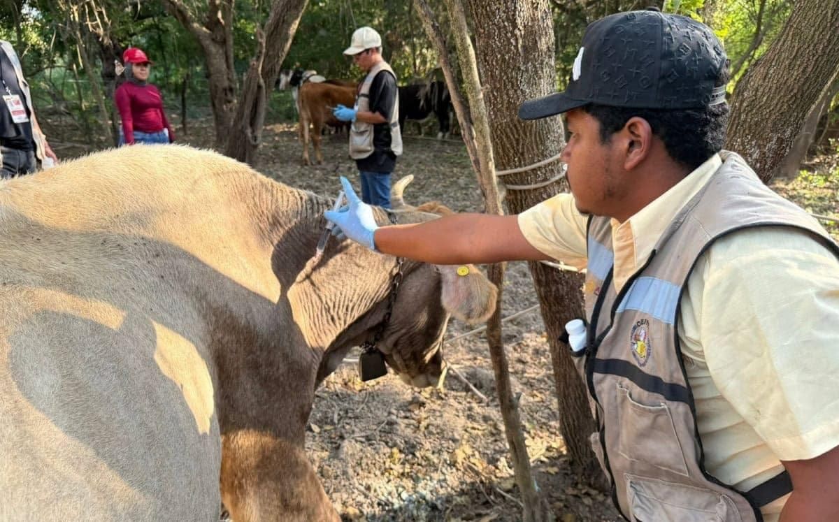 Combate Edomex gusano barrenador con 2 mil 500 paquetes zoosanitarios