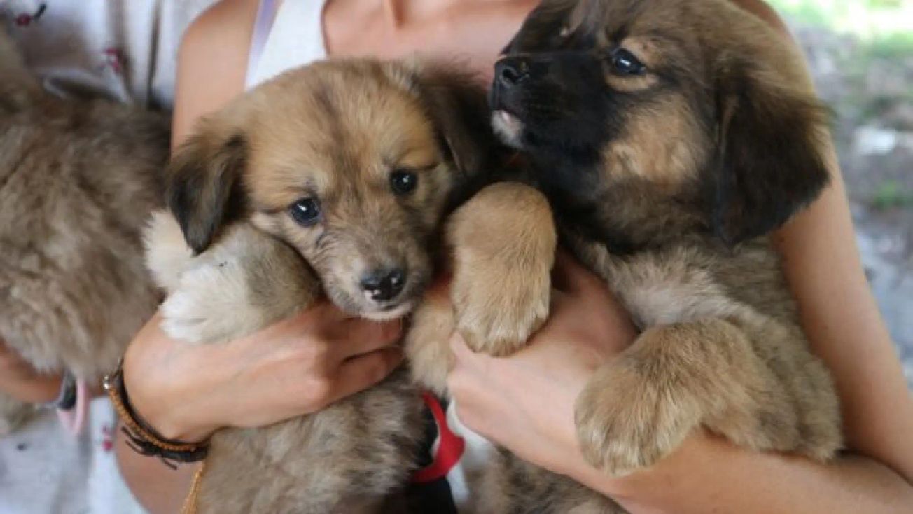 Habrá campaña gratis de esterilización en Calimaya, Edomex