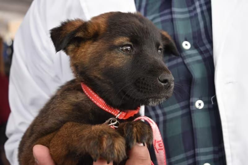 Nueva Ley de Bienestar Animal en el Estado de México entra en vigor