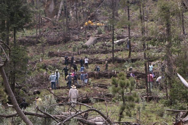 Realiza Edomex Jornada de Actividades Silviculturales por lluvias en zonas forestales