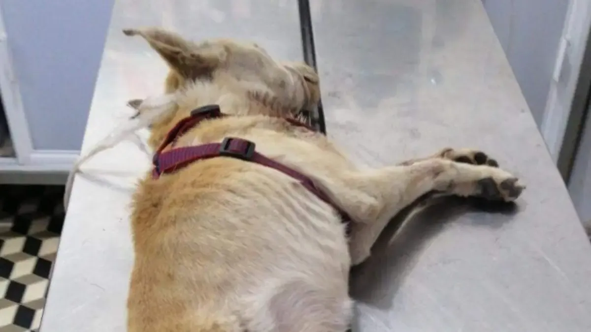 Suma Edomex 30 casos de perros infectados por gusano barrenador