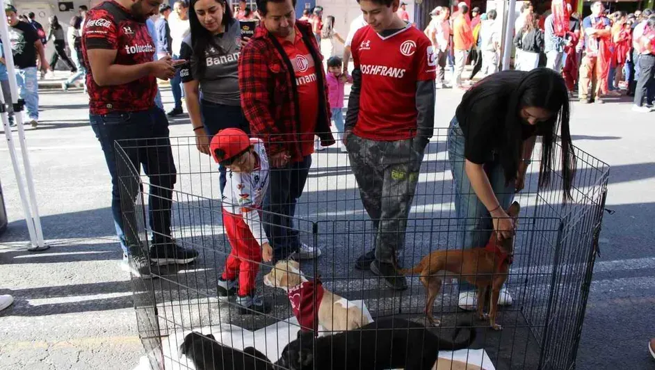Anuncia Edomex apoyos a rescatistas de animales