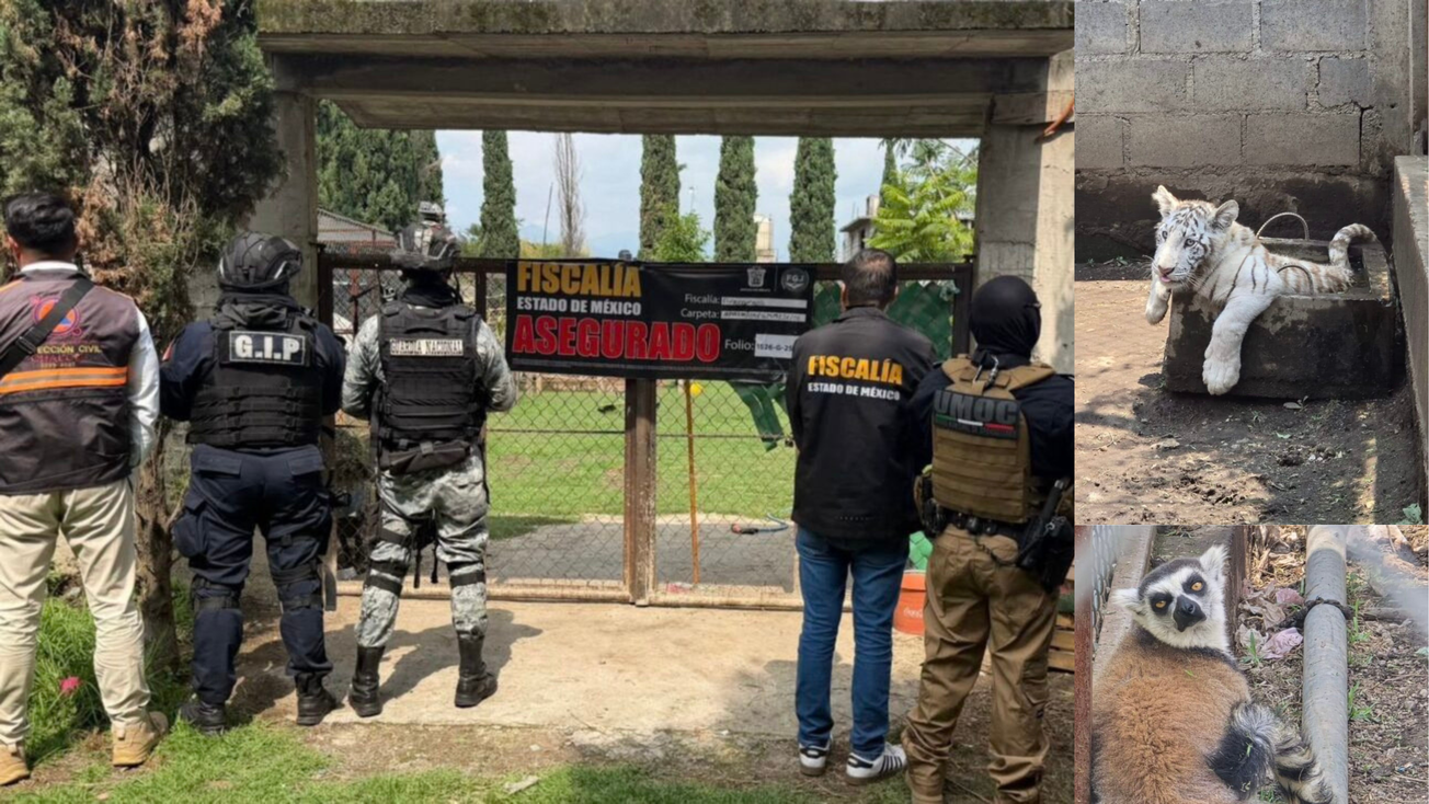 Aseguran animales exóticos en Chalco tras denuncia por maltrato animal