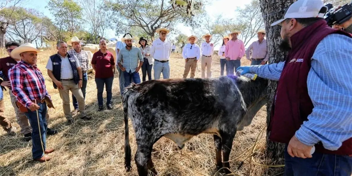 Controla Edomex 88% de casos de gusano barrenador en la entidad