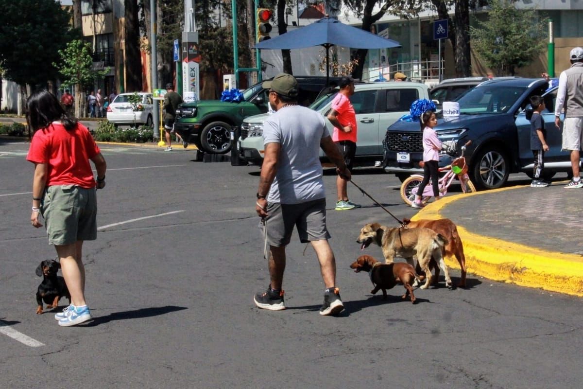 Correa, placa e identificación ahora son obligatorios para mascotas en Edomex