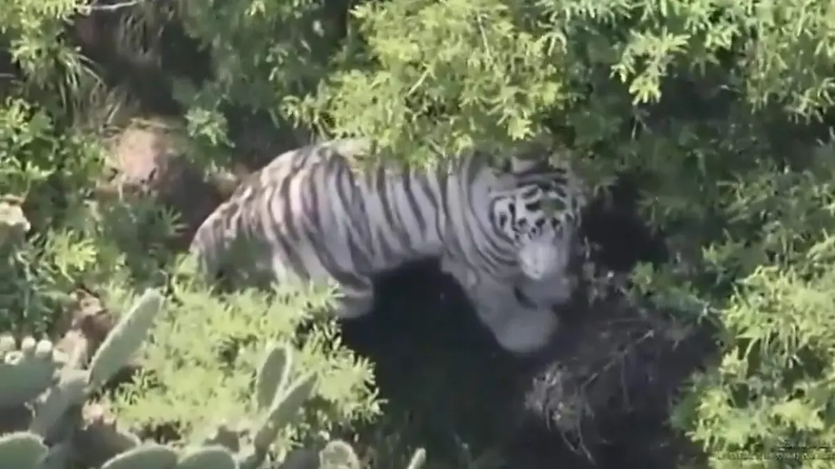 Kenzo: lo que sabemos del tigre de Bengala que se fugó en Edomex