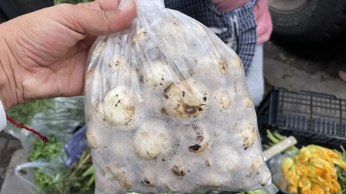 Llegan la lluvia y los hongos al norte del Edomex, una fuente de ingresos para familias de la región