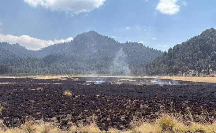 ¡Atrapados!: qué municipios dejaron de aportar para la conservación de bosques en Edomex