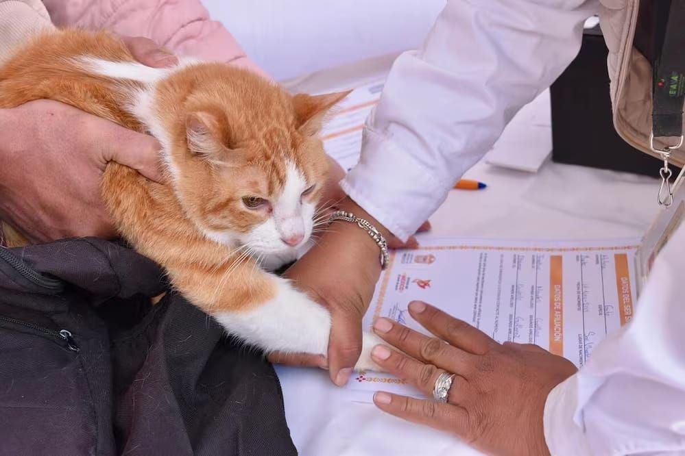 Tendrá Edomex registro de mascotas y de agresores de animales