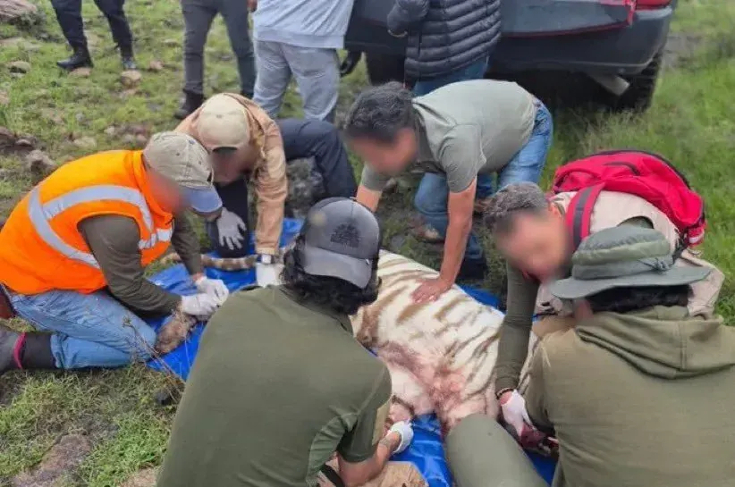 Clausura Profepa recinto de donde se escapó tigre de Bengala Kenzo